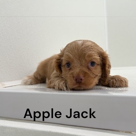 puppy, for, sale, Cocker Spaniel, Joe & Cherri  Overlease, dog, breeder, Miller, MO, dog-breeder, puppy-for-sale, forsale, nearby, find, puppyfind, locator, puppylocator, aca